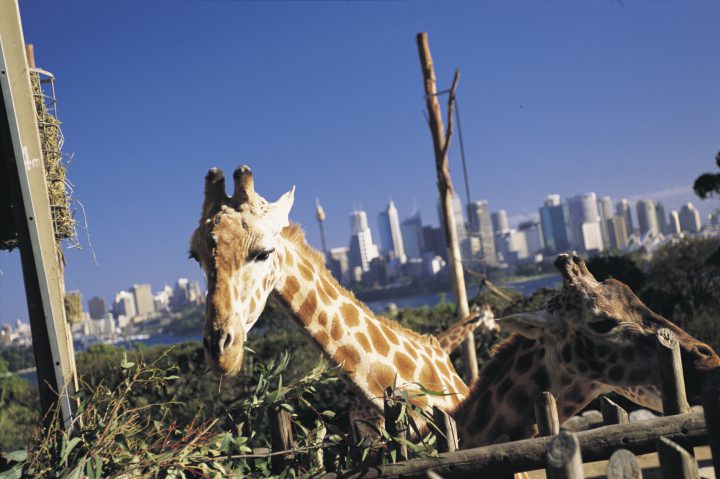 タロンガ動物園