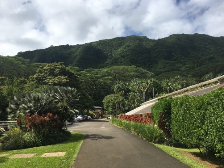 ライオン樹木園