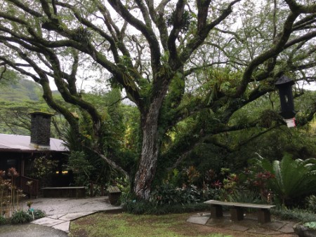 ライオン樹木園