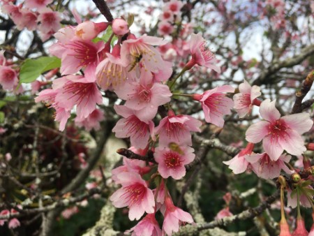 ワヒアワの桜