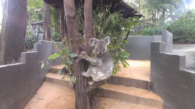 ゴールドコーストにおける各テーマパーク・動物園 短縮営業