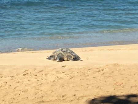 ワイキキビーチで海亀が甲羅干し