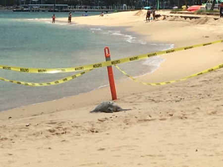 ワイキキビーチで海亀に遭遇!