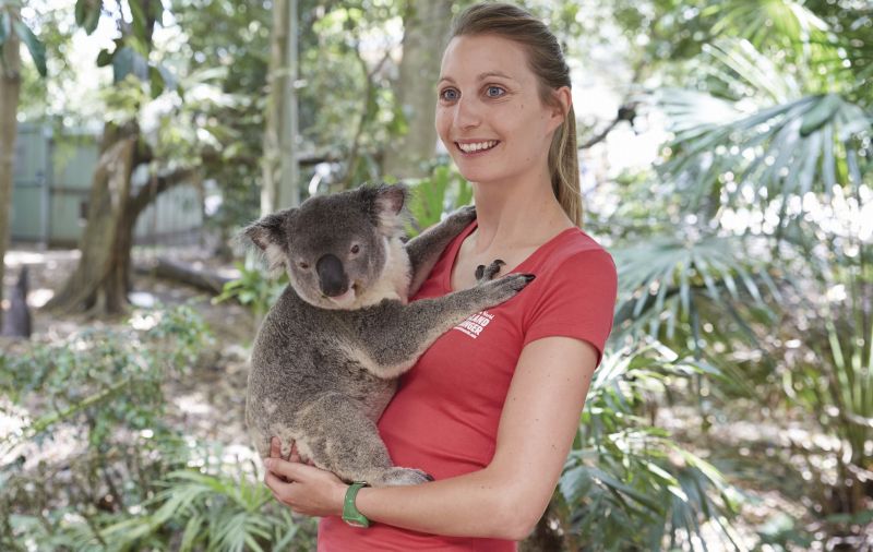 【2026年】オーストラリアのコアラ抱っこができる動物園!