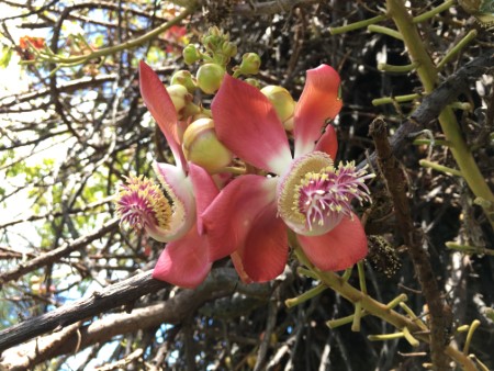 ハワイ大学内のキャノンボールツリーの花