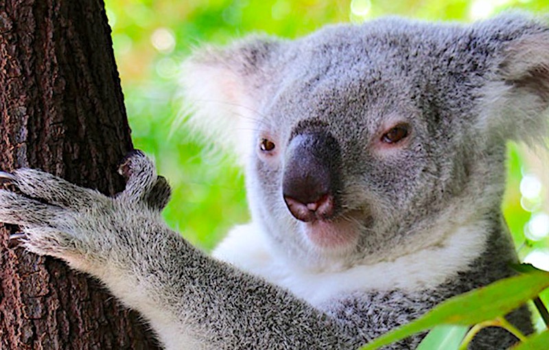 【2026年版】メルボルンのお勧め動物園7選!