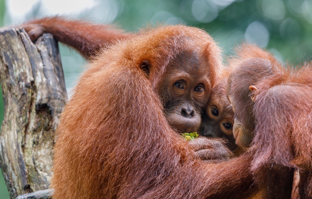 シンガポールの動物園！見どころ、行き方、営業時間など