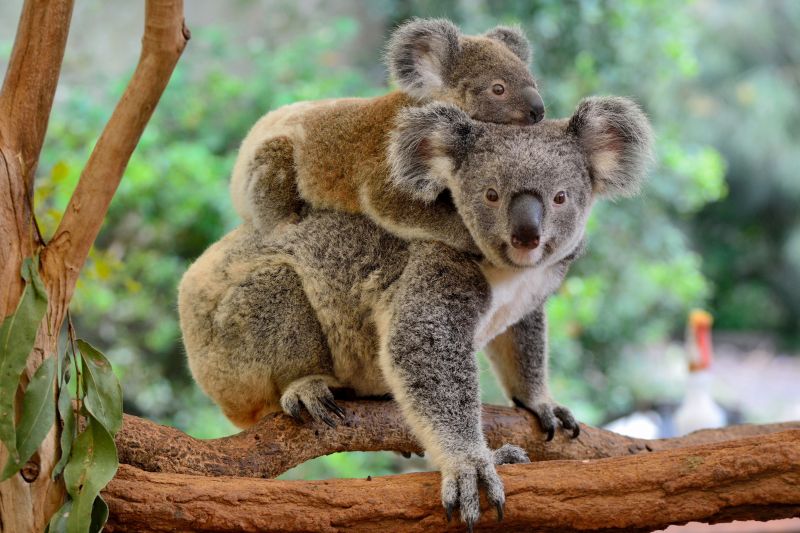 【2026年版】シドニーのお勧め動物園7選!