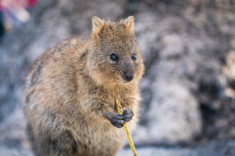 オーストラリアのクォッカ完全ガイド|ロットネスト島で会える「世界一幸せな動物」とセルフィーのコツ