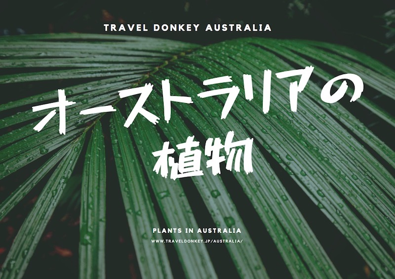 オーストラリア 植物
