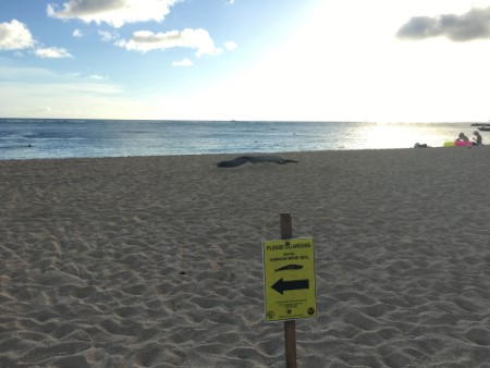 ハワイ　ハワイアンモンクシール2頭と遭遇