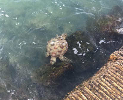 ハワイ 海亀とゴージャスなサンセット