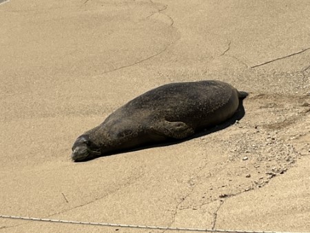 ハワイ ハワイアン・モンクシールに遭遇!!