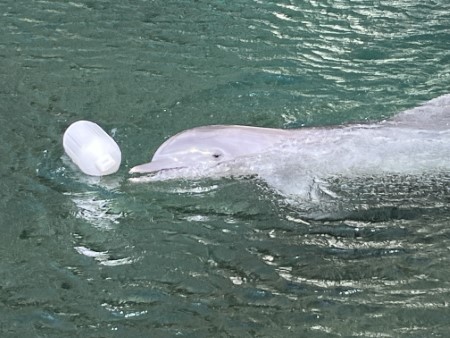 ハワイ　カハラホテルの「ラウハラ編みレッスン」