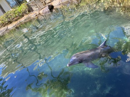ハワイ　カハラホテルの「ラウハラ編みレッスン」とイルカ