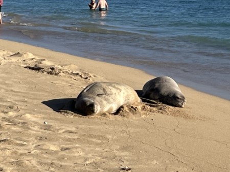 ハワイ　ハレコア前のモンクシール