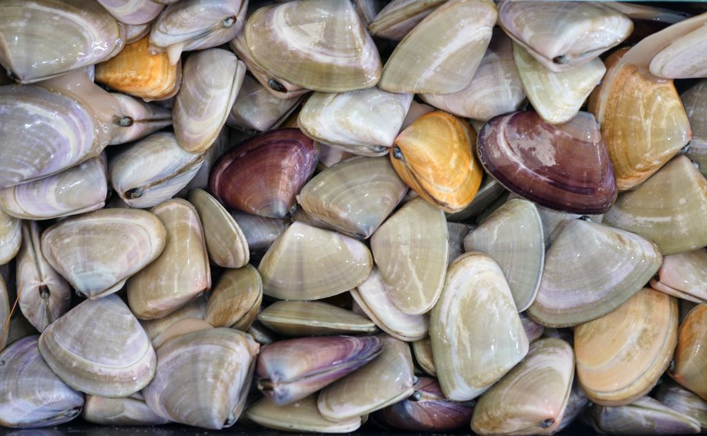 オーストラリアの貝類完全ガイド|牡蠣・アワビ・ホタテ・ムール貝など種類と食べ方を紹介