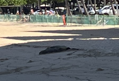 ハワイ　モンクシールの赤ちゃん誕生