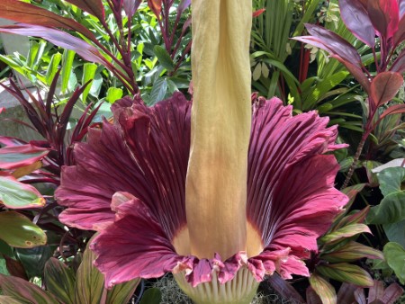 ハワイ　世界一大きな花、今年2鉢目開花