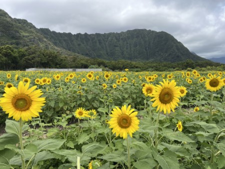 ハワイ 「ワイマナロのひまわり畑」
