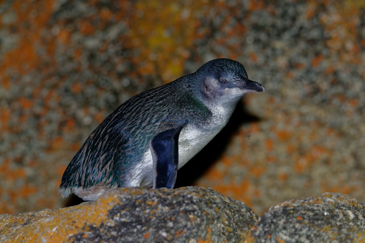 タスマニア島の野生ペンギン観察完全ガイド｜見られる場所・時期・ツアー・注意点