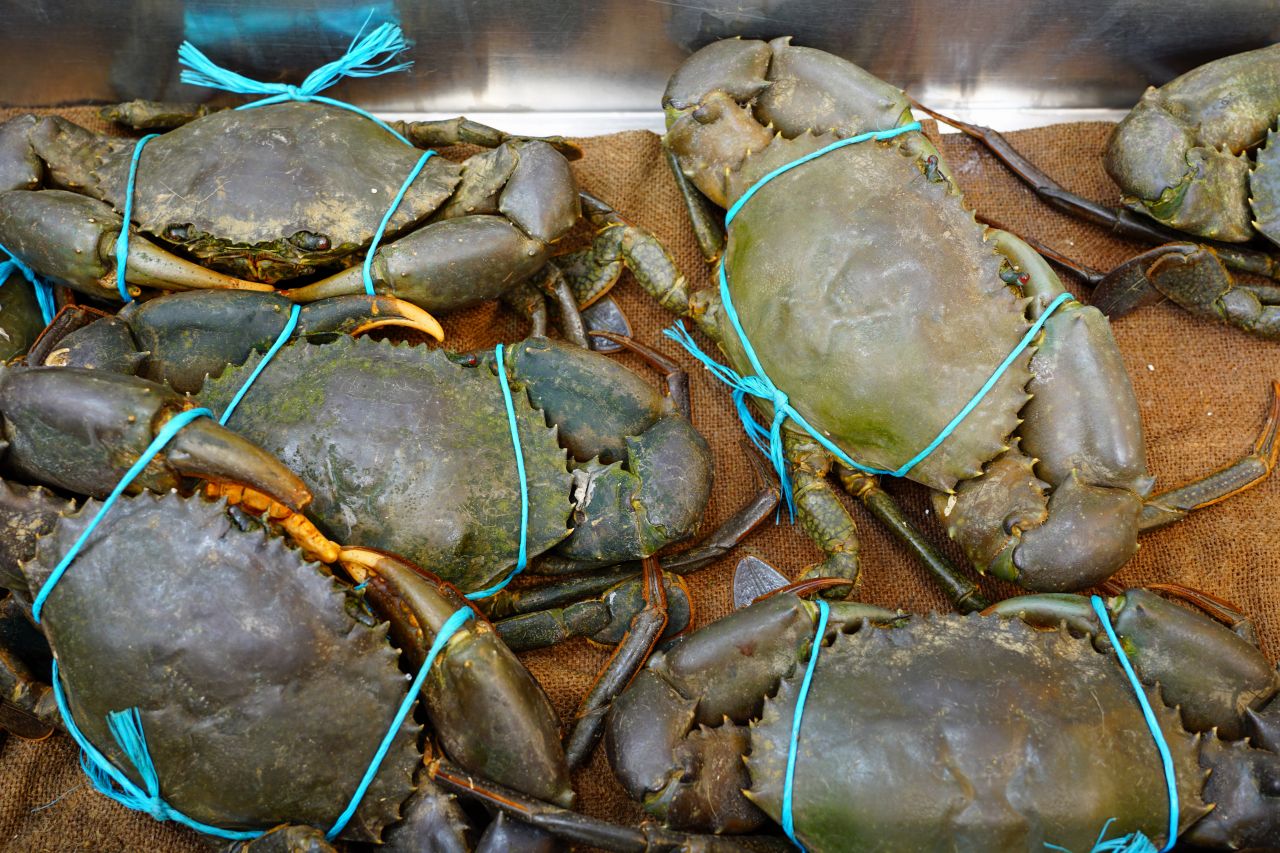 オーストラリアのカニ完全ガイド|マッドクラブから巨大ガニまで種類・旬・食べ方を紹介