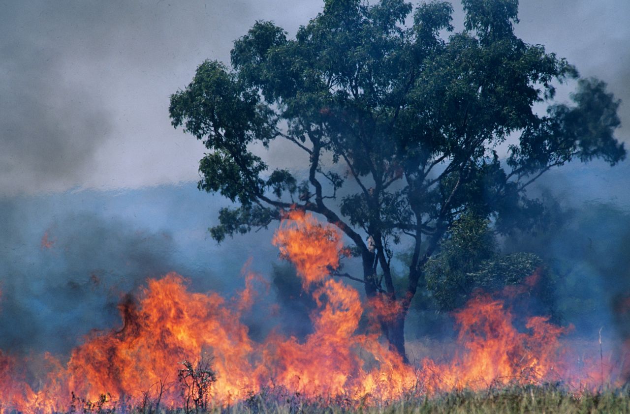 オーストラリアの山火事とは?発生地域・歴史的被害・火災危険度・煙害・気候変動まで徹底解説